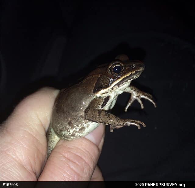 Wood Frog