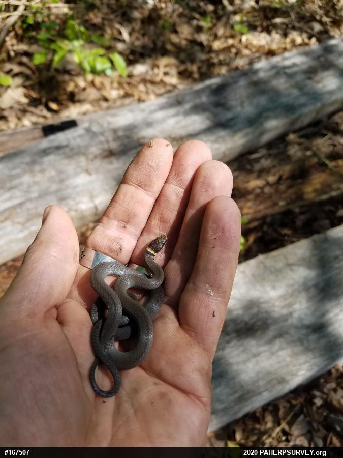 Northern Ring-necked Snake