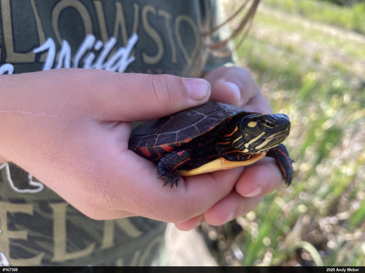 Painted Turtle