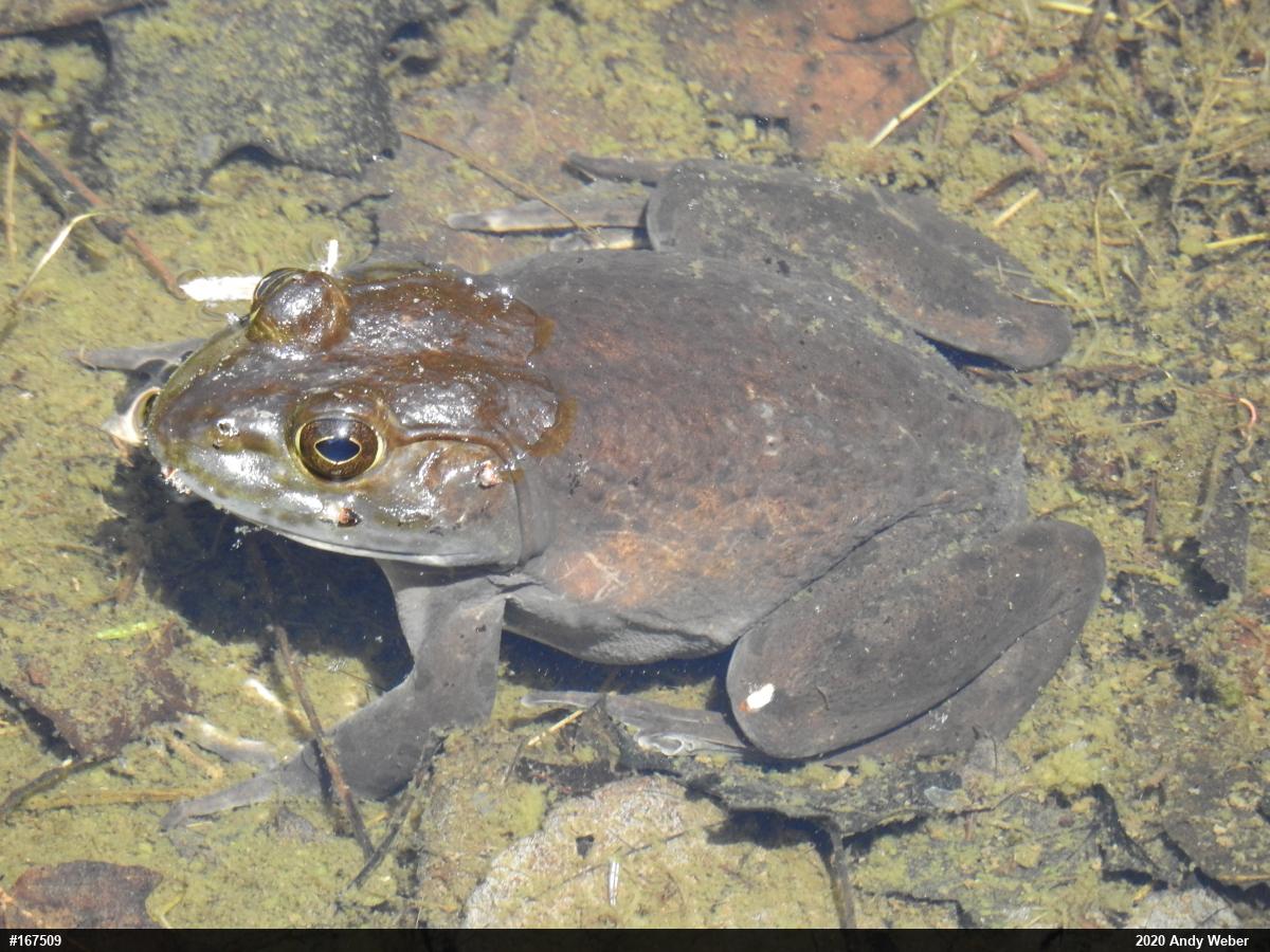 American Bullfrog