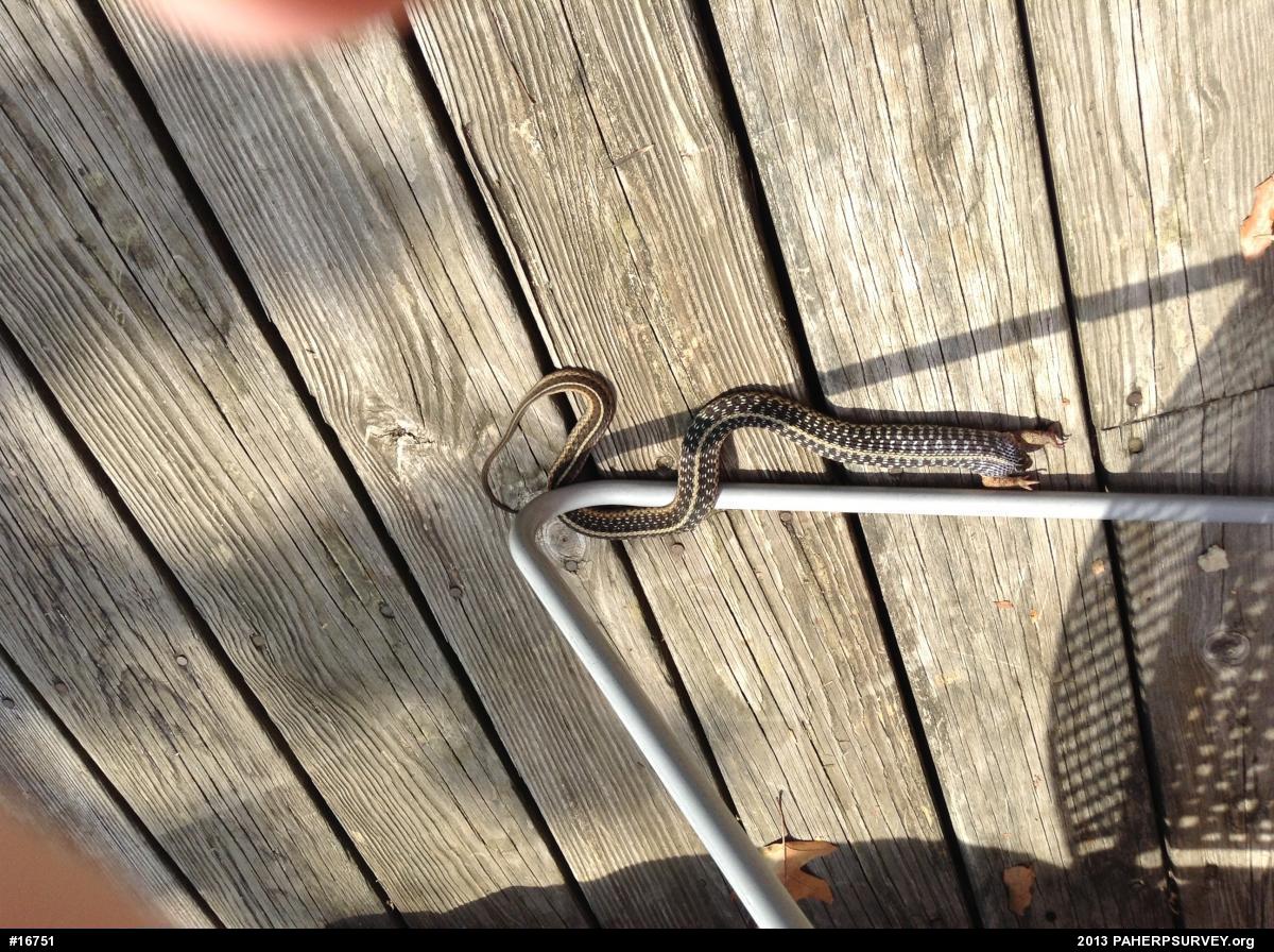 Eastern Gartersnake