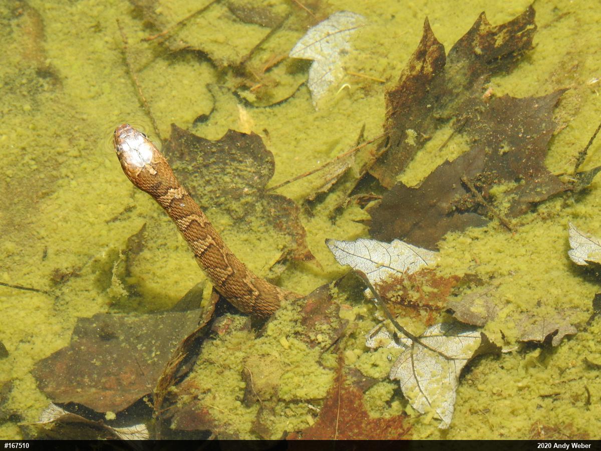 Northern Watersnake