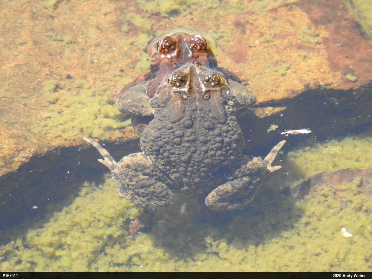 Eastern American Toad