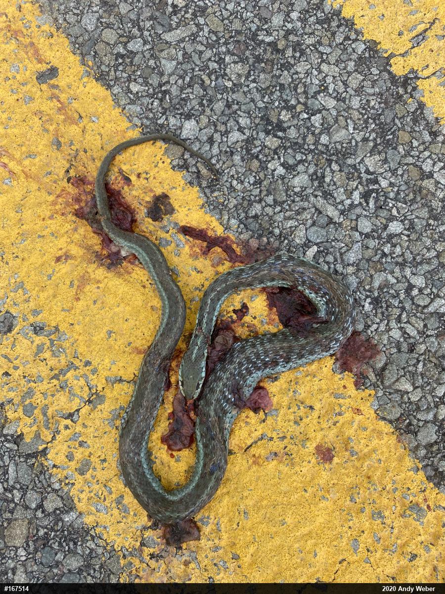 Eastern Gartersnake