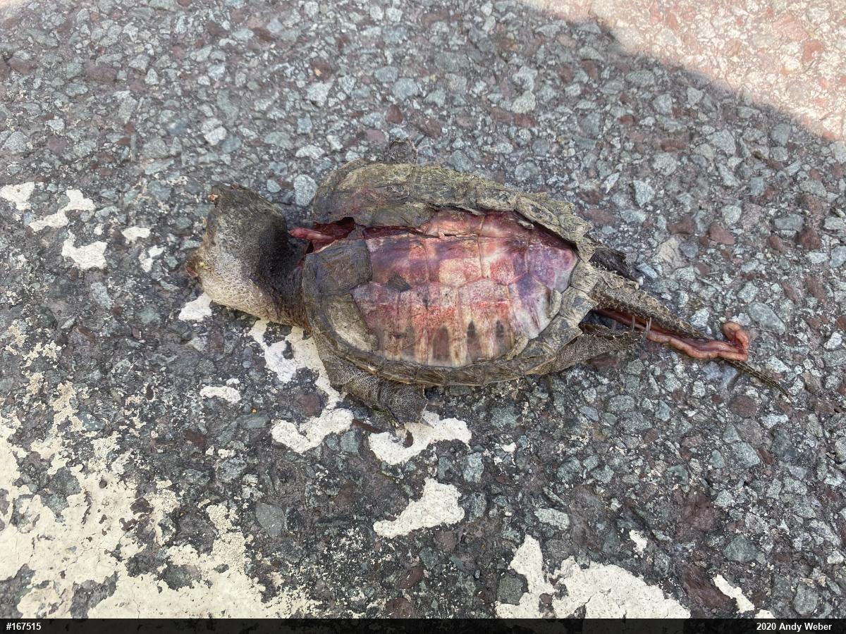 Snapping Turtle