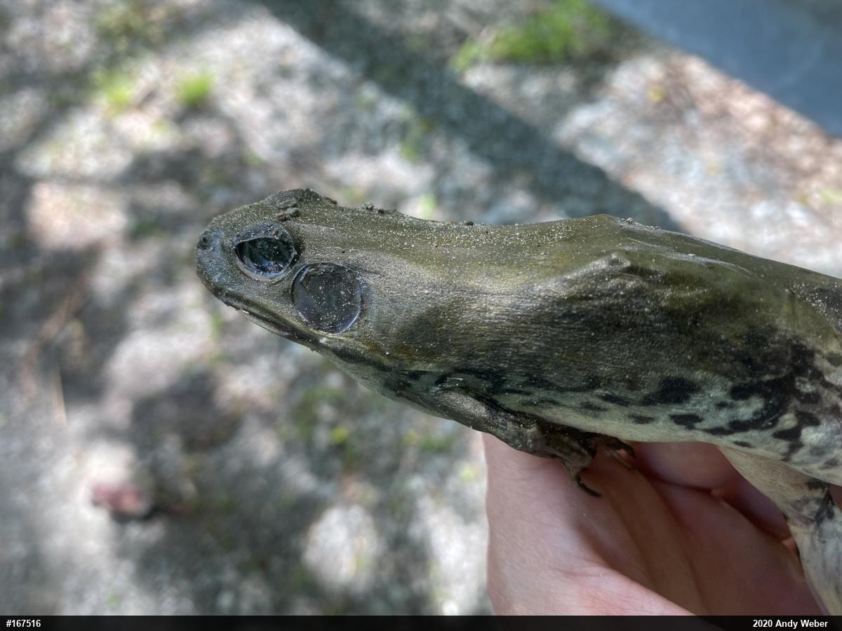 American Bullfrog