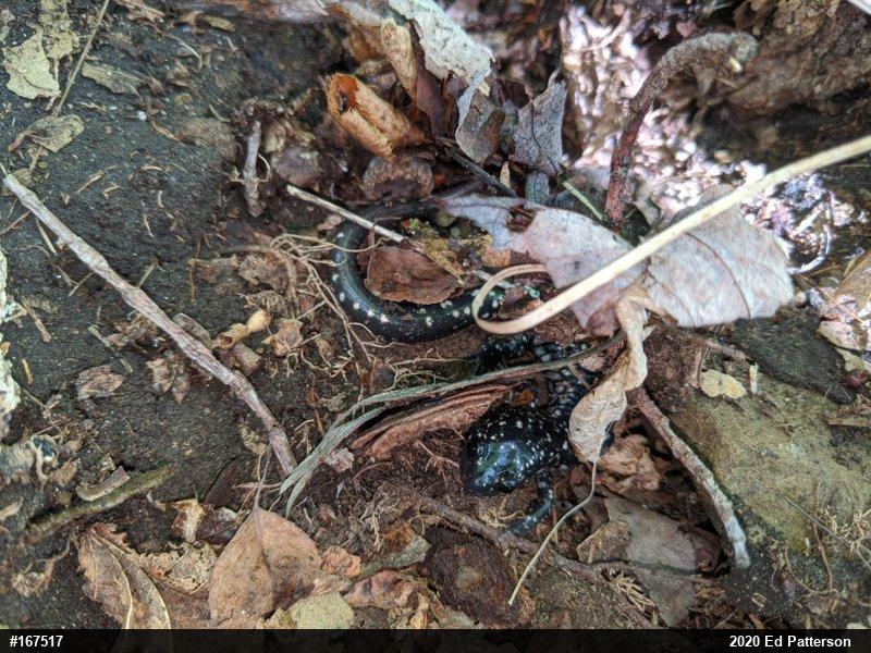 Northern Slimy Salamander