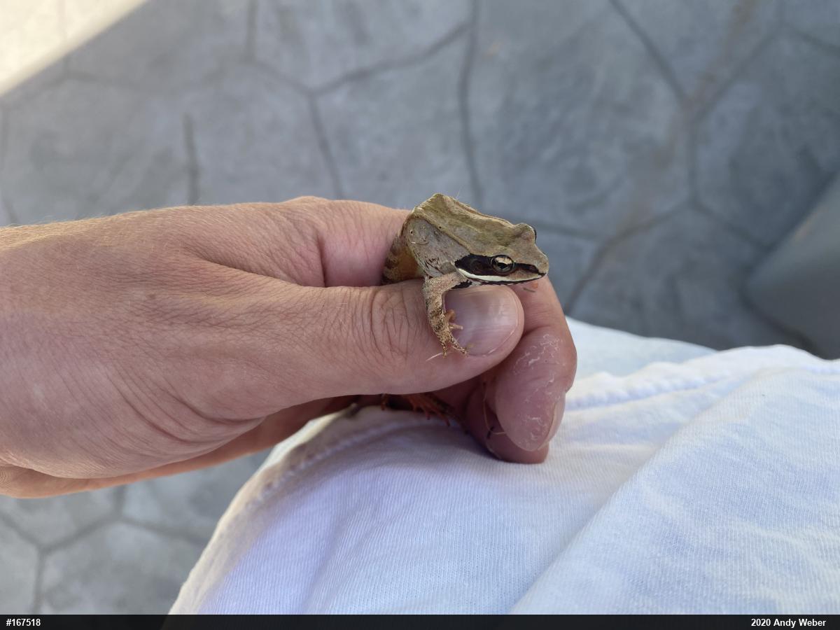 Wood Frog