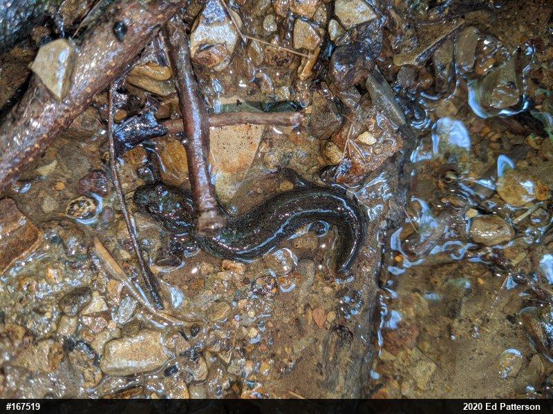 Northern Dusky Salamander