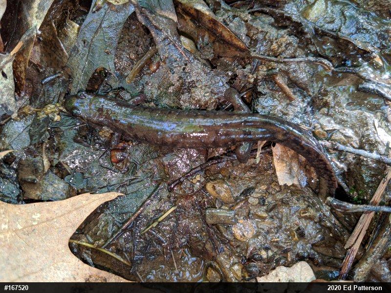 Seal Salamander