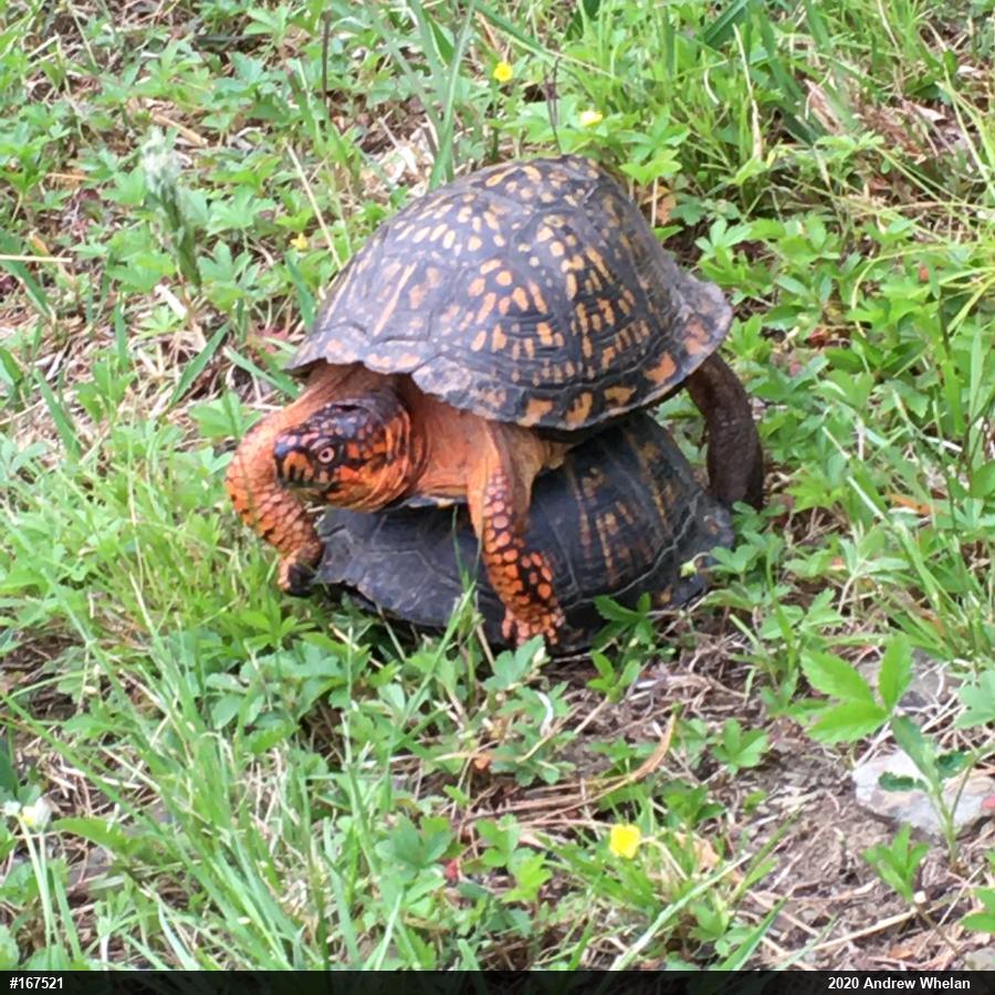 Eastern Box Turtle