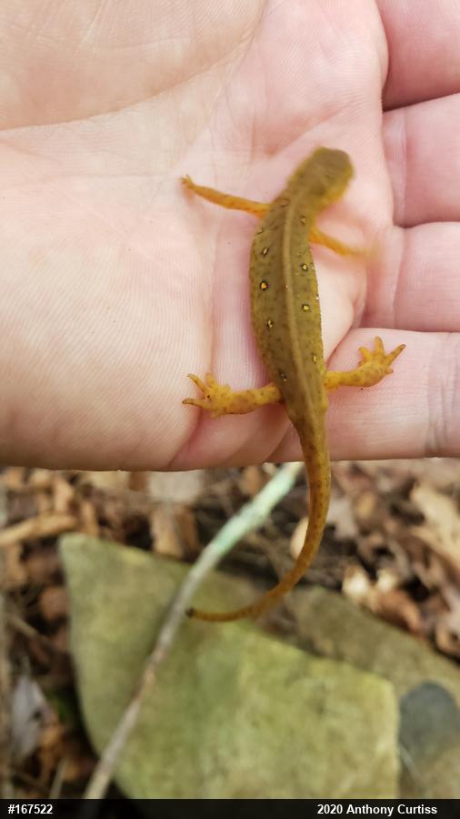 Red-spotted Newt