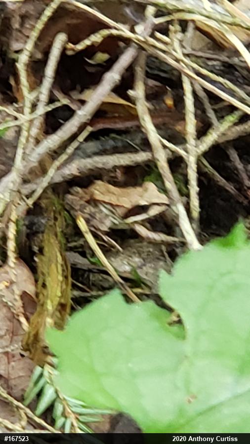 Wood Frog