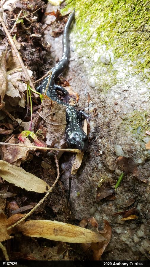 Northern Slimy Salamander