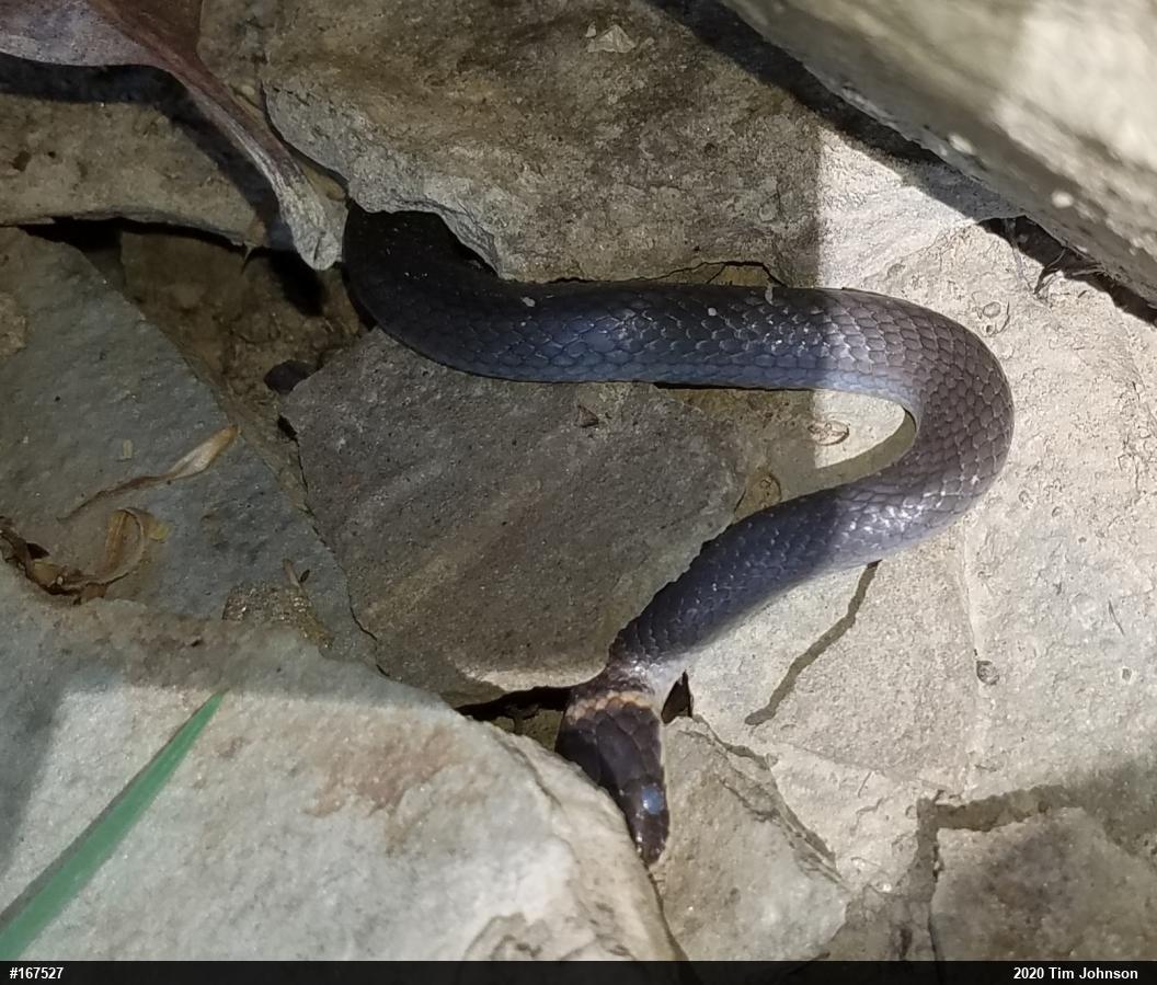 Northern Ring-necked Snake