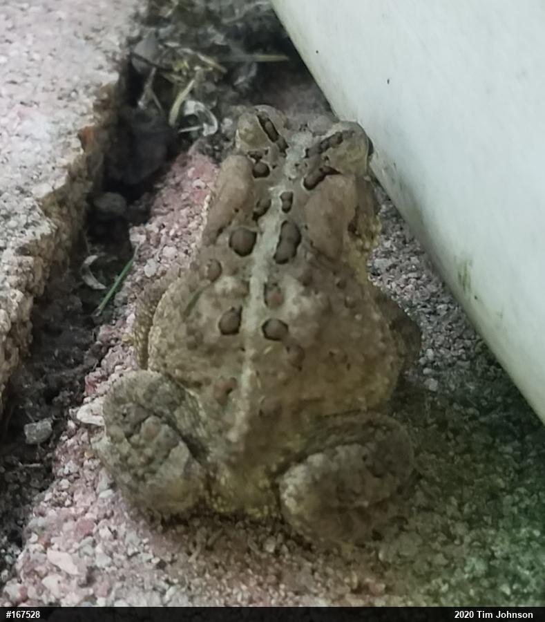 Eastern American Toad
