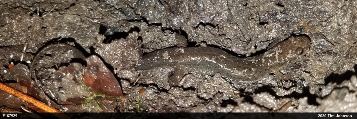 Northern Dusky Salamander