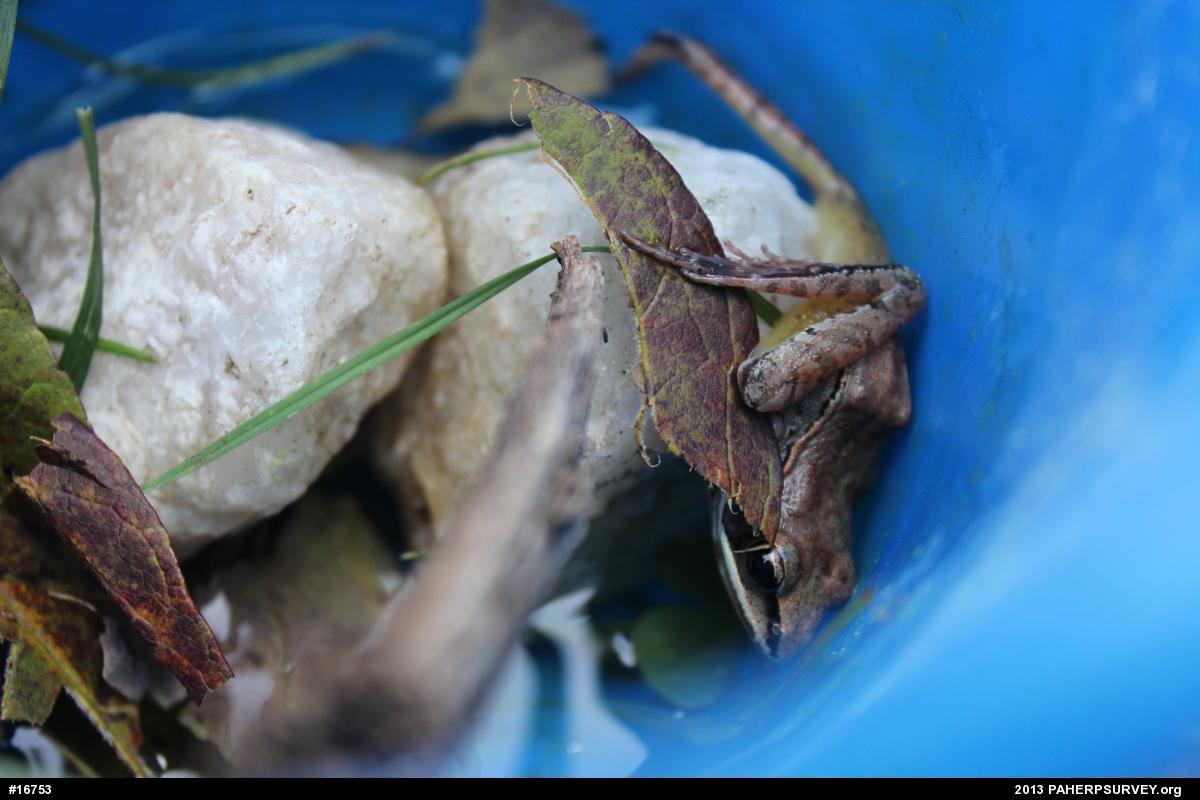 Wood Frog