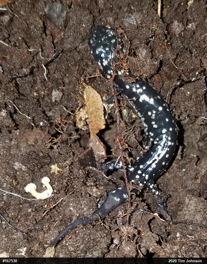 Northern Slimy Salamander