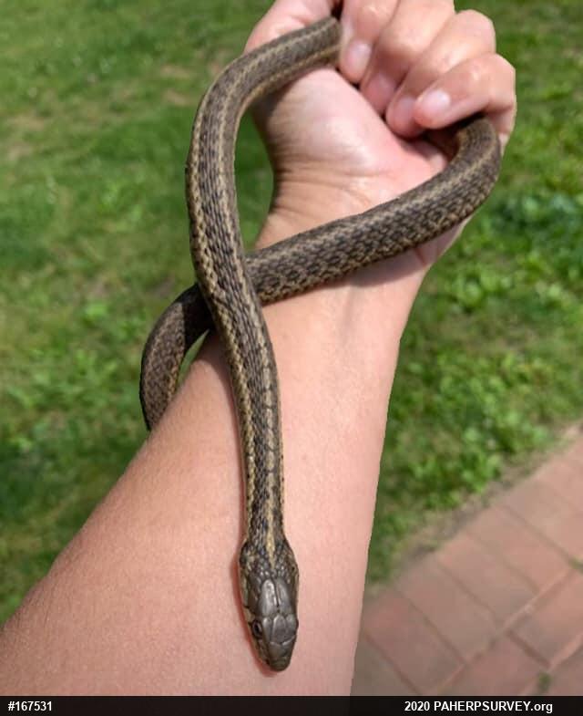 Eastern Gartersnake