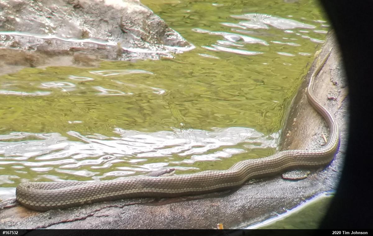 Queensnake