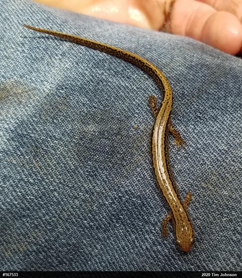 Northern Two-lined Salamander