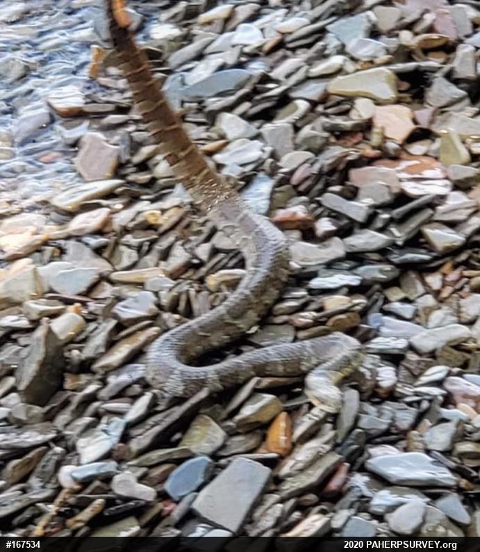 Northern Watersnake
