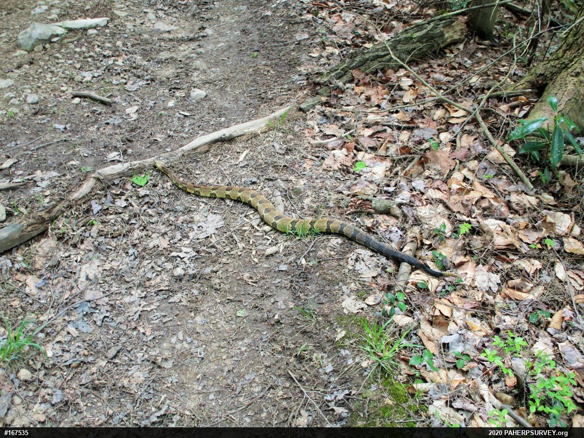 Timber Rattlesnake