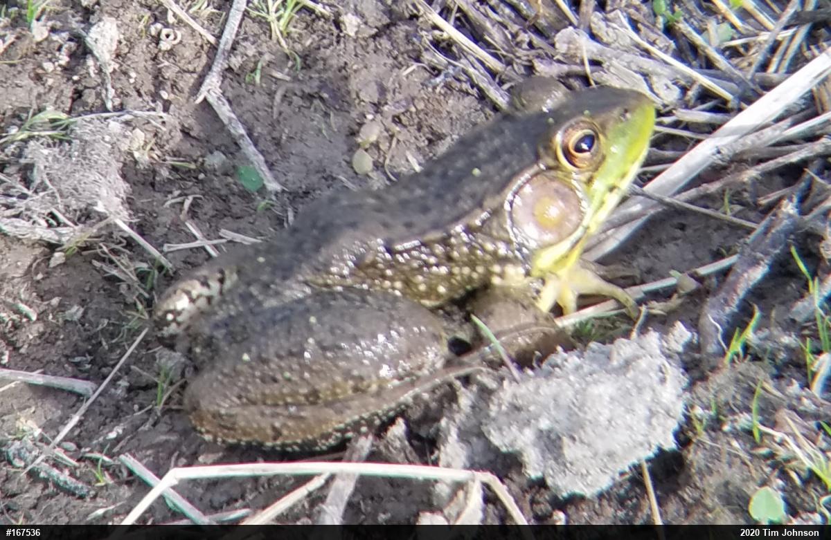Green Frog