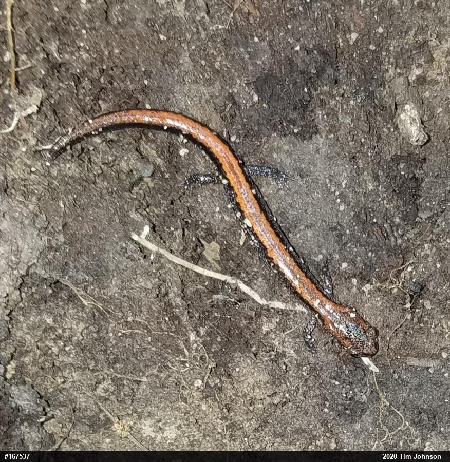 Eastern Red-backed  Salamander