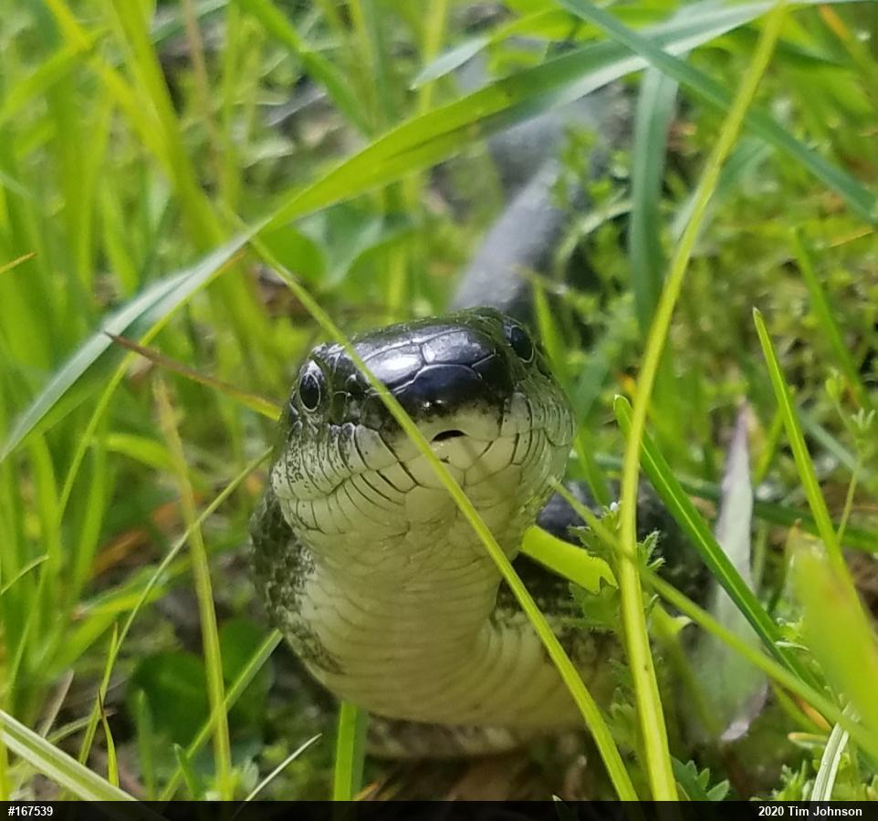 Eastern Ratsnake