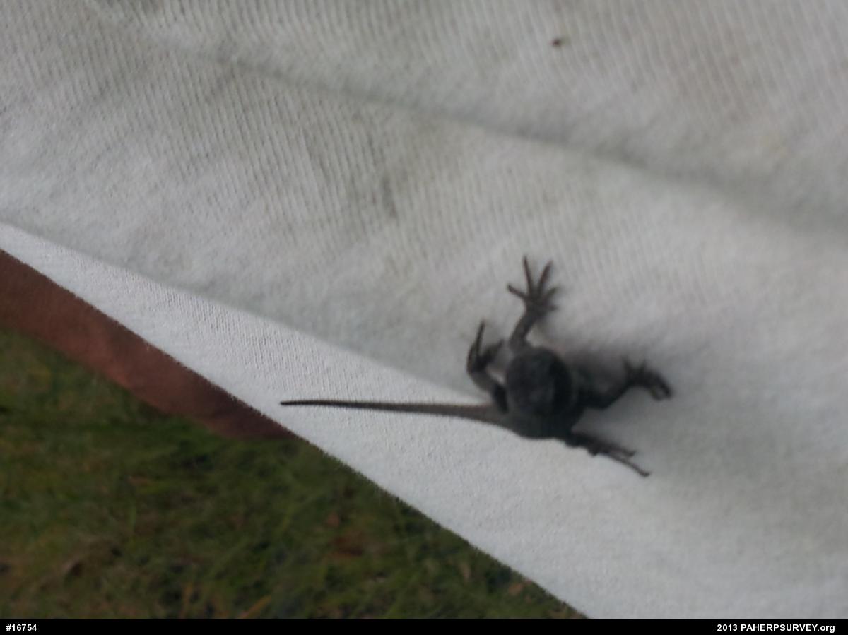 Eastern Fence Lizard