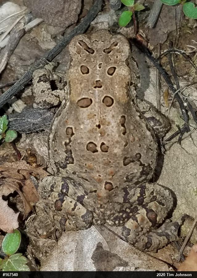 Eastern American Toad