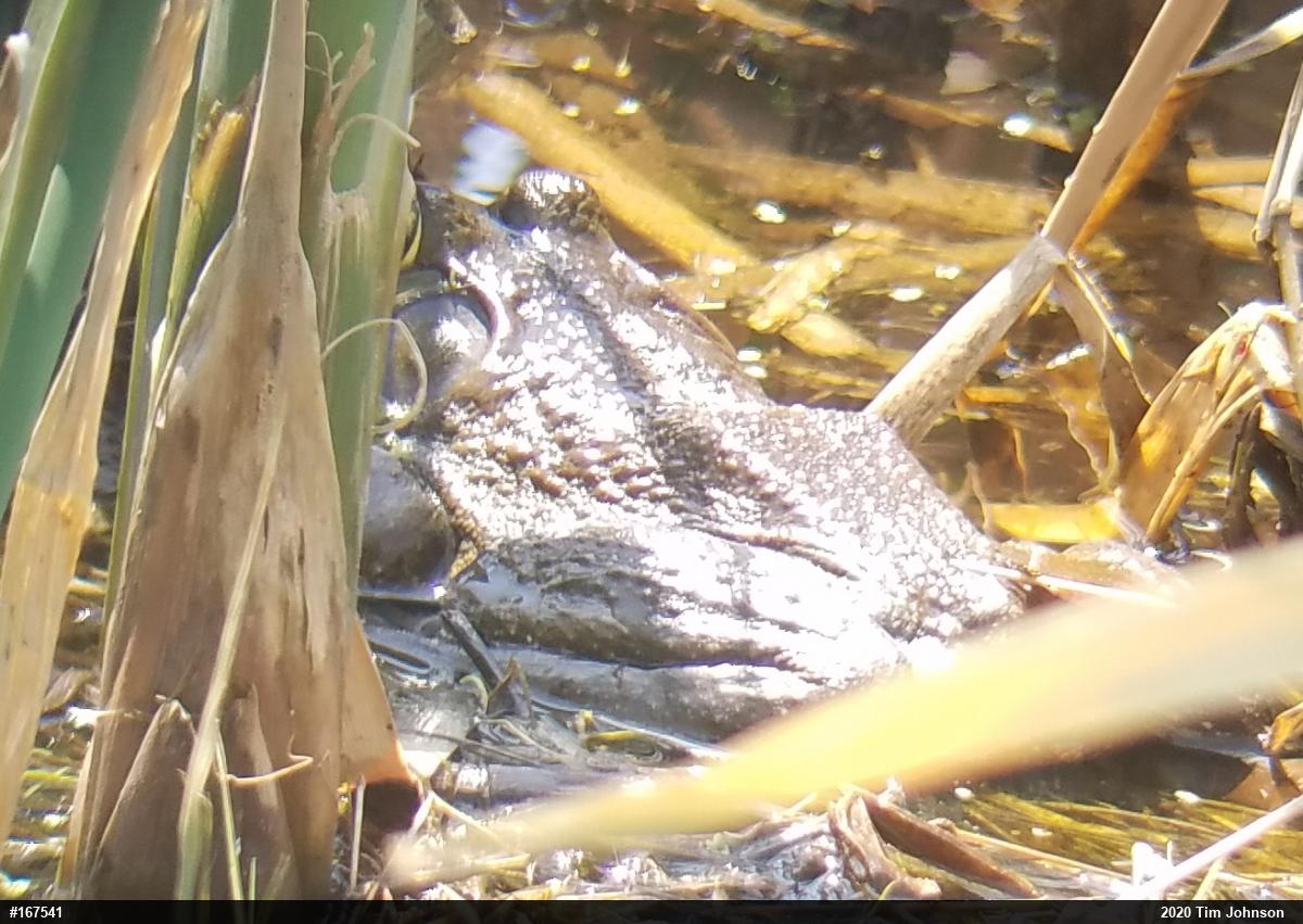 American Bullfrog