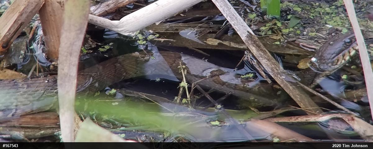 Northern Watersnake