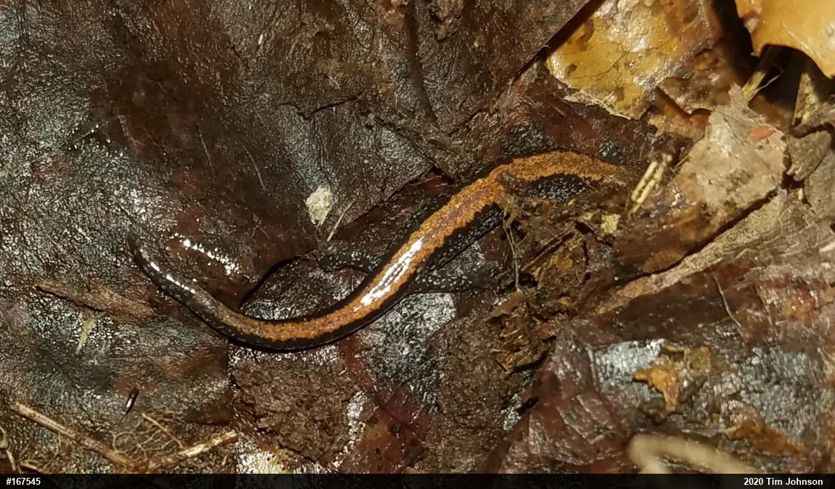 Eastern Red-backed  Salamander