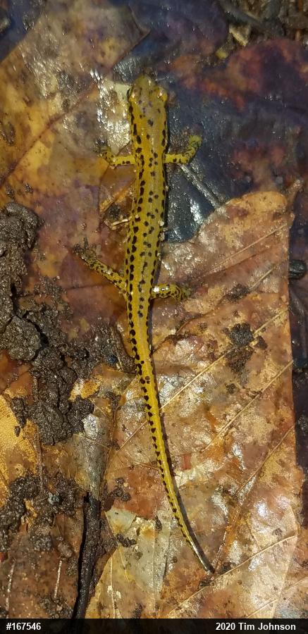 Eastern Long-tailed Salamander