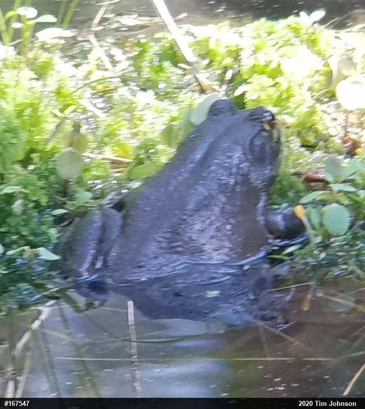 American Bullfrog