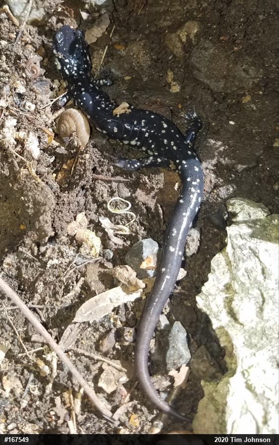 Northern Slimy Salamander
