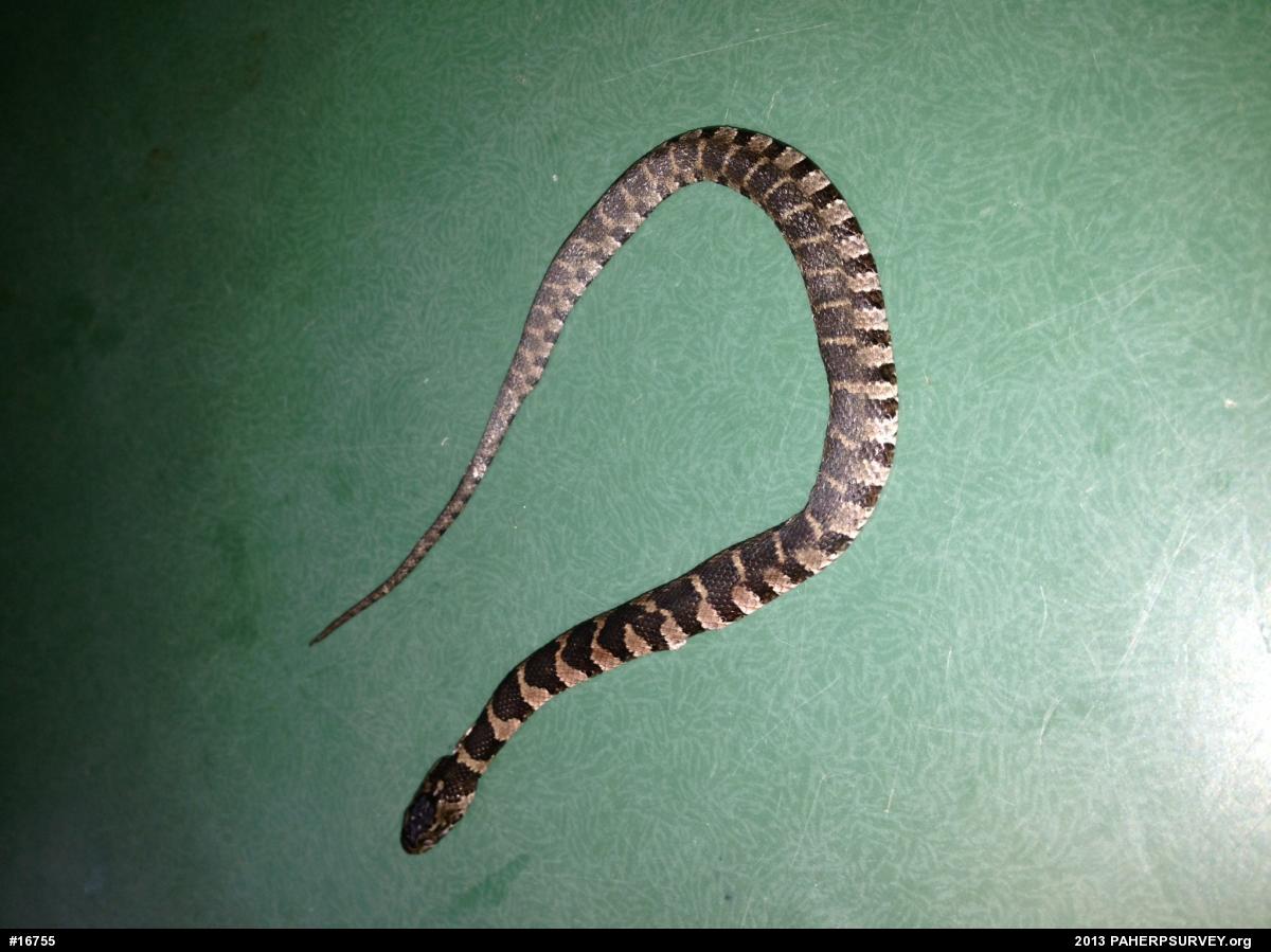 Northern Watersnake