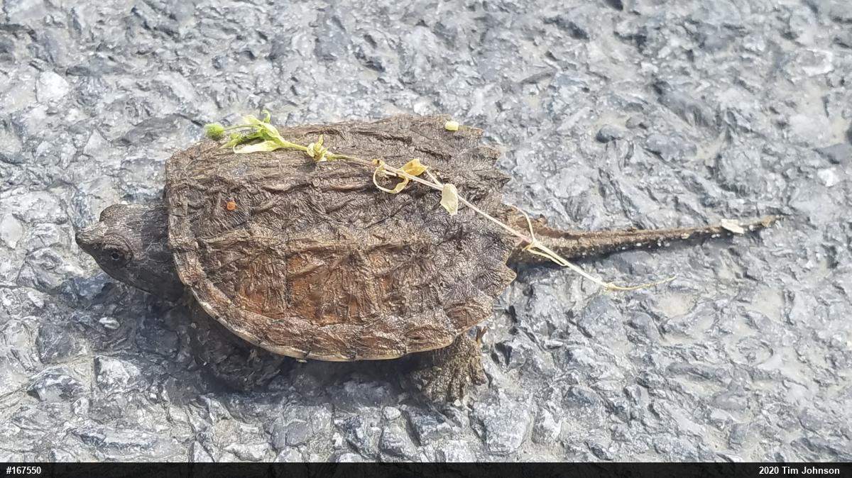Snapping Turtle