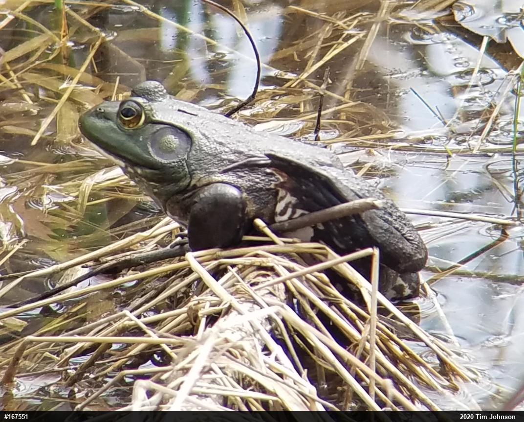 American Bullfrog