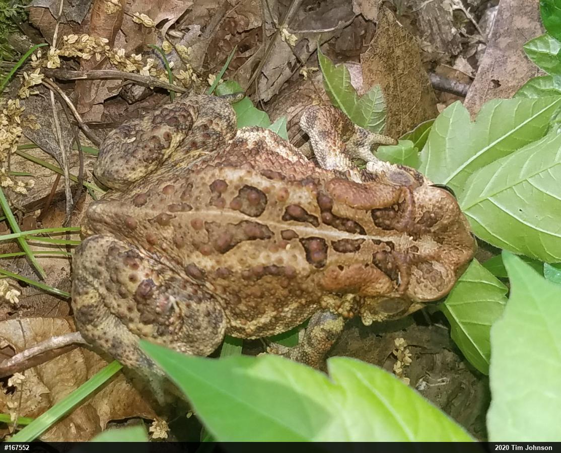 Eastern American Toad