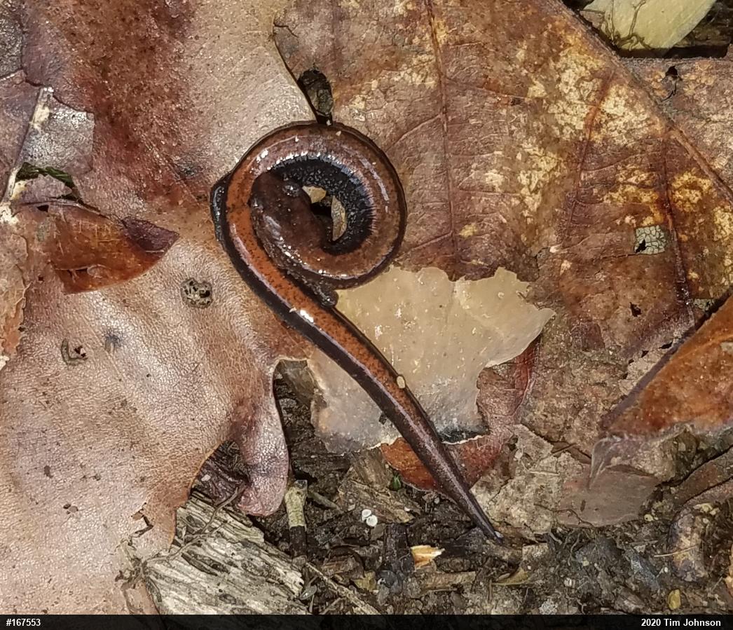 Eastern Red-backed  Salamander