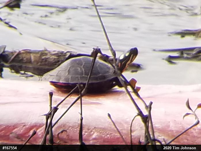 Painted Turtle