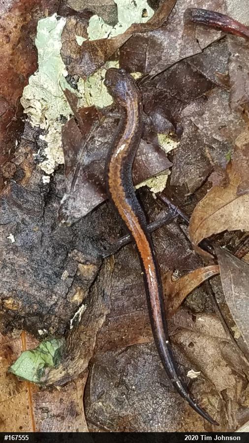 Eastern Red-backed  Salamander