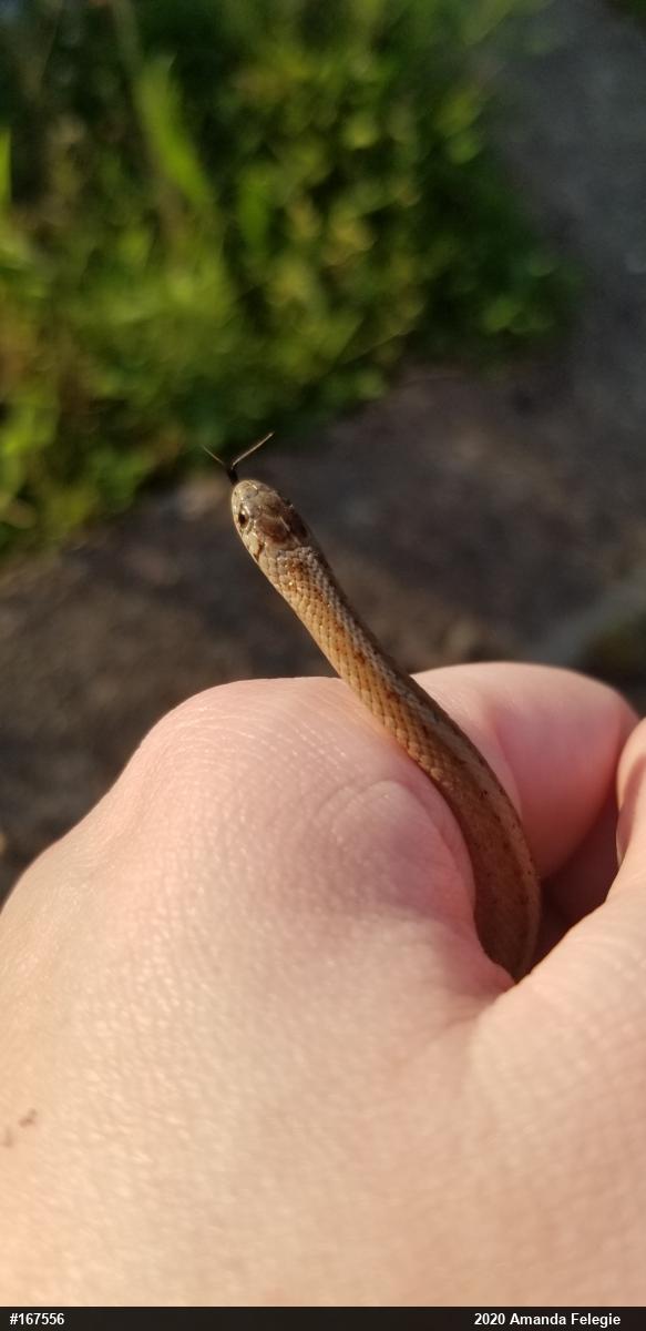Dekay's Brownsnake