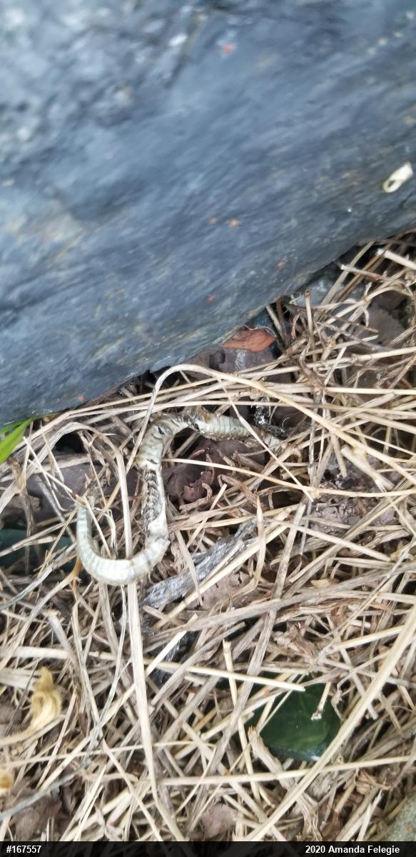 Eastern Gartersnake
