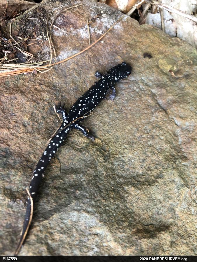 Northern Slimy Salamander