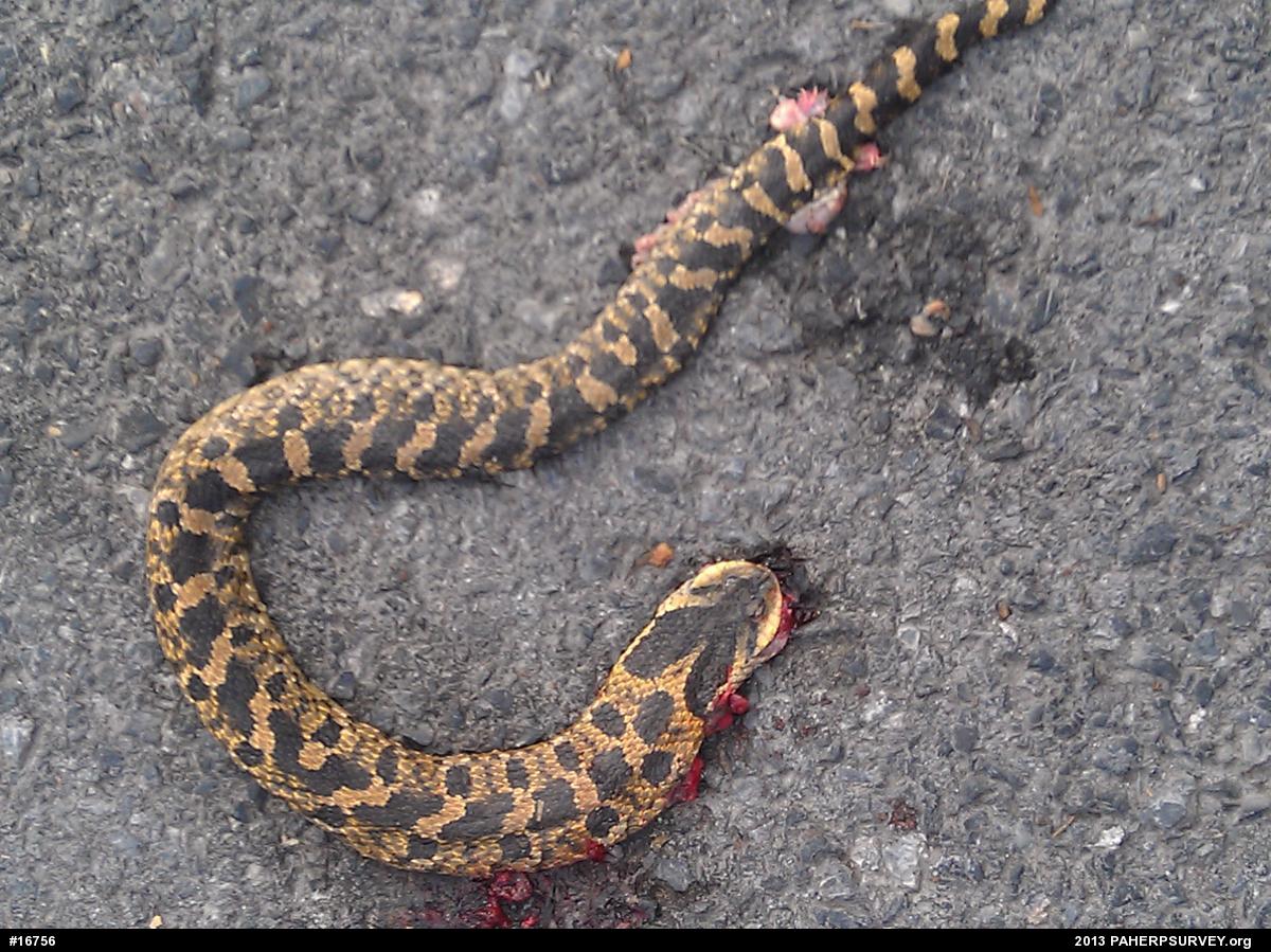 Eastern Hog-nosed Snake